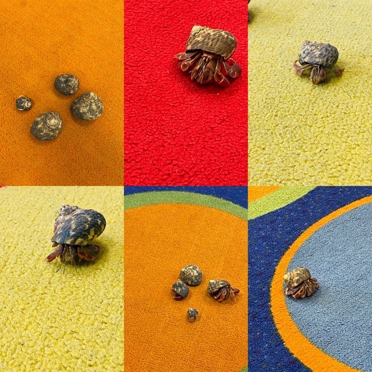 Burke First Graders received some new little friends today! We will have so much fun taking care of and learning all about our new class pets! 